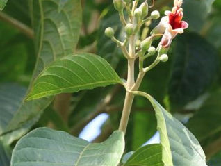  Nacedero / Trichanthera gigantea