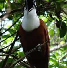  Pájaro campana / Procnias tricarunculatus