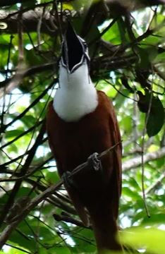  Pájaro campana / Procnias tricarunculatus