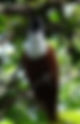 Pájaro campana / Procnias tricarunculatus