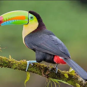 Tucán Pico Iris / Ramphastos sulfuratus  