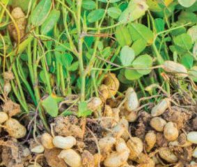 Maní / Arachis hypogaea