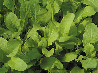 Arúgula / Eruca sativa