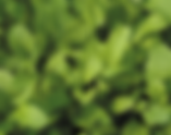 Arúgula / Eruca sativa
