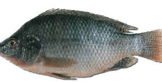 Mojarra o Tilapia dorada / Oreochromis niloticus 