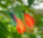 Amapolita /  Malvaviscus arboreus