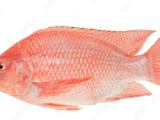 Mojarra o Tilapia roja / Oreochromis sp