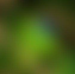 Tucancillo verde / Aulacorhynchus prasinus 