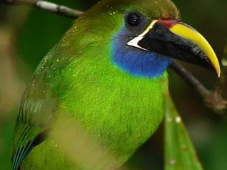 Tucancillo verde / Aulacorhynchus prasinus 