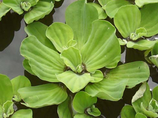 Lechuga de agua / Pistia stratiotes