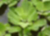 Lechuga de agua / Pistia stratiotes