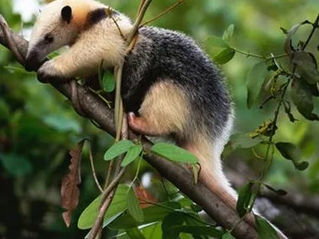  Tamandua - Oso hormiguero /  Tamandua tetradactyla
