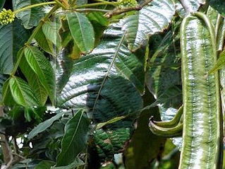 Guaba / Inga edulis