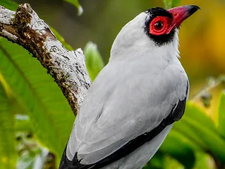 Tityra Carirroja / Tityra semifasciata 