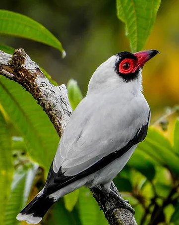 Tityra Carirroja / Tityra semifasciata 