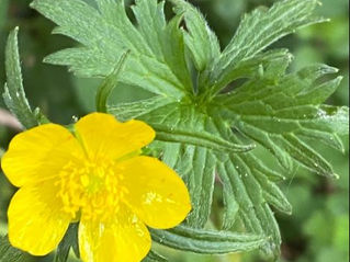 Botón de oro / Ranunculus acris