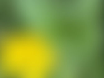 Botón de oro / Ranunculus acris