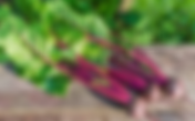 Remolacha / Beta vulgaris var. rubra