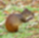 Guatusa - Agutí /  Dasyprocta punctata