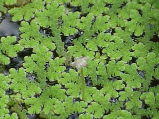  Azolla / Azolla sp