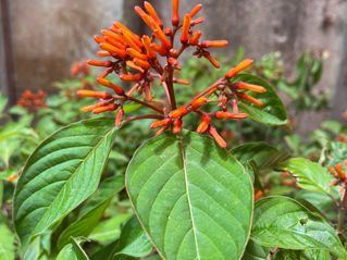 Coralillo /  Hamelia patens