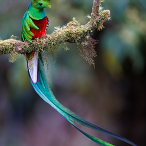  Quetzal / Pharomachrus mocinno