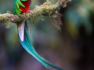 Quetzal / Pharomachrus mocinno