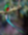 Quetzal / Pharomachrus mocinno