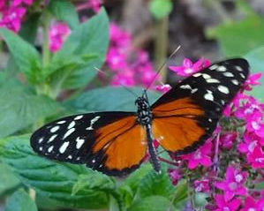 Mariposa Tigre / Heliconius hecale