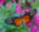 Mariposa Tigre / Heliconius hecale