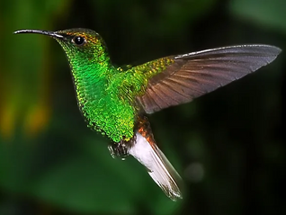 Colibrí Orejivioláceo Verde / Colibri cyanotus