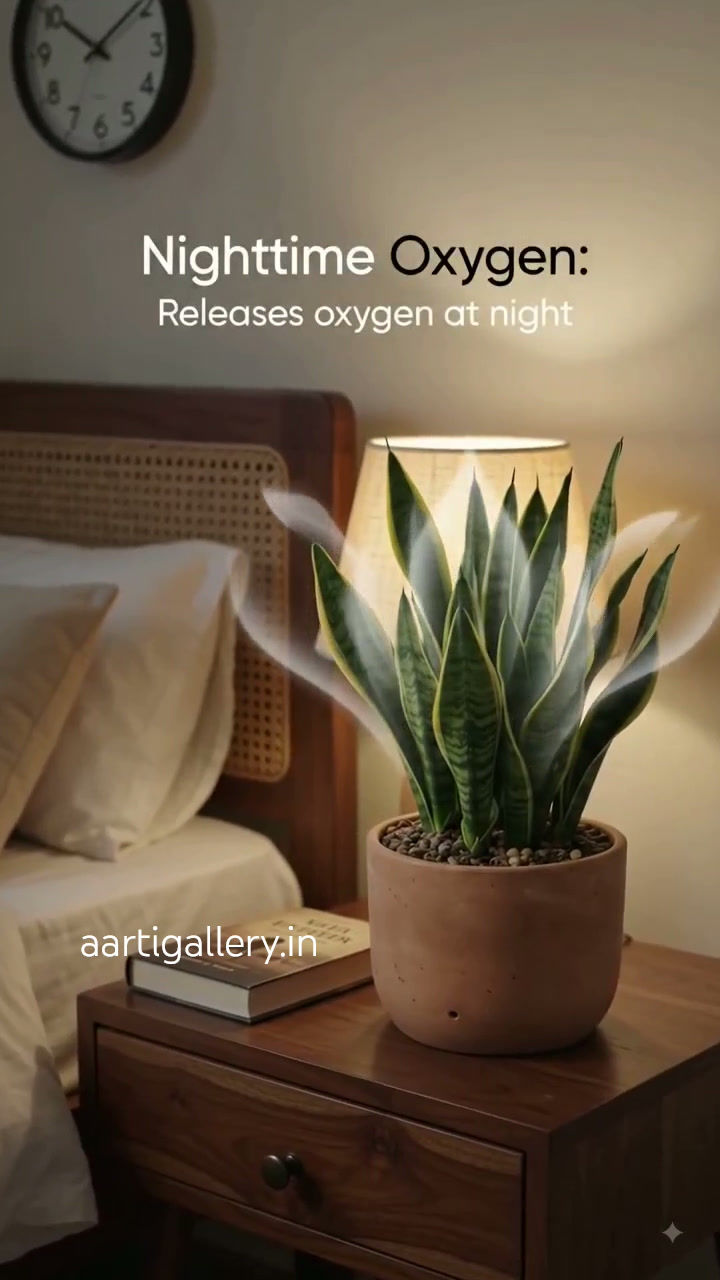 Thumbnail: Elegant Snake Plant (Sansevieria)