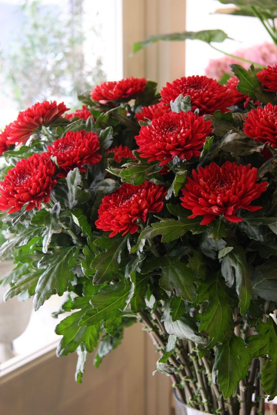 Thumbnail: Shevanti  (Chrysanthemum )