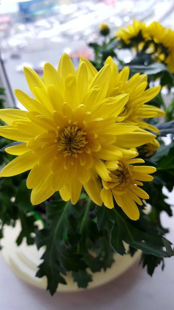 Thumbnail: Shevanti  (Chrysanthemum )