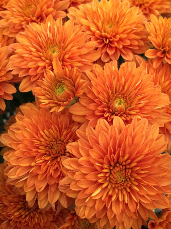 Thumbnail: Shevanti  (Chrysanthemum )