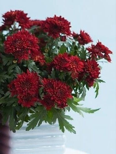 Thumbnail: Shevanti  (Chrysanthemum )
