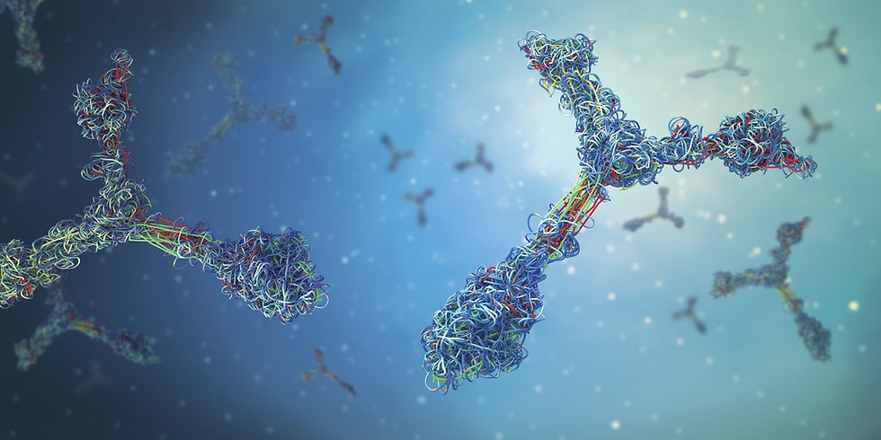 ASFV Antibody