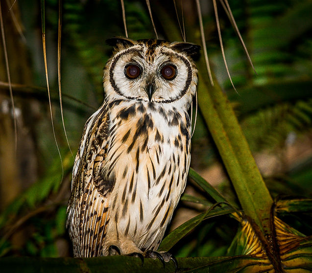Tour nocturno por la jungla en Manuel Antonio, Costa Rica