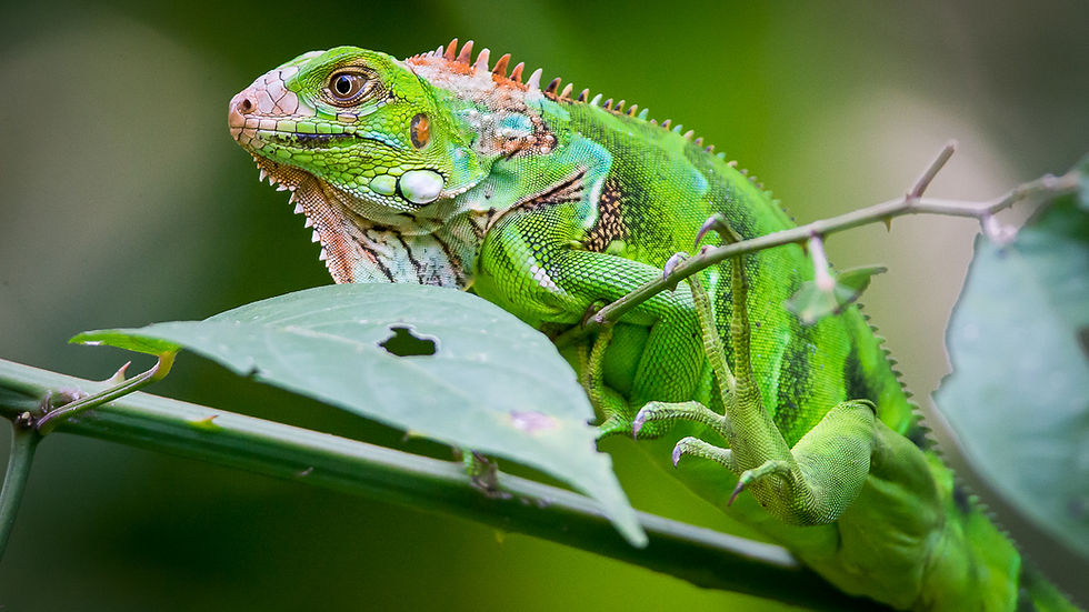 Iguane vert