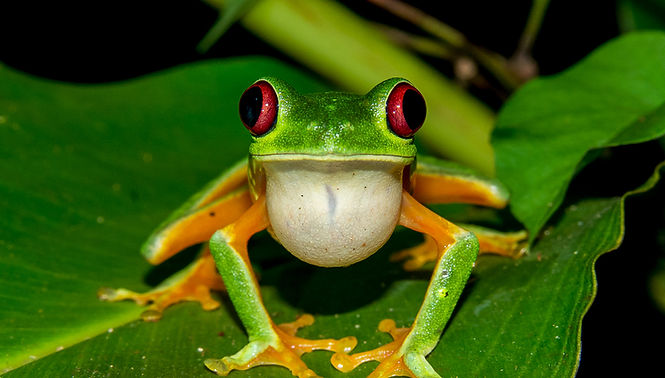 Jungle Night Tour Manuel Antonio Costa Rica