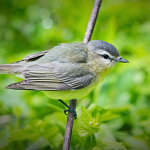 Philadelphia Vireo Manuel Antonio Park