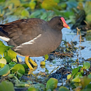 कॉमन गैलिन्यूल मैनुअल एंटोनियो पार्क