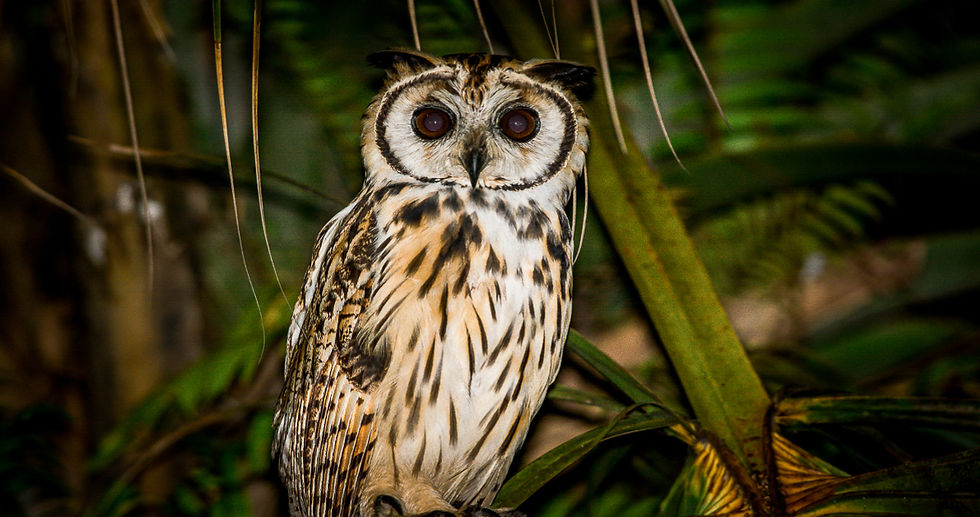 Striped Owl Night Tour Manuel Antonio