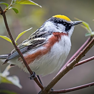 Kastanienflanken-Waldsänger, Manuel Antonio Park