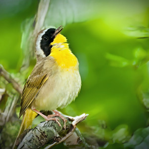 Gelbkehlchen Manuel Antonio Park