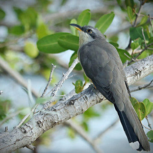 Mangroven-Kuckucks-Manuel-Antonio-Park