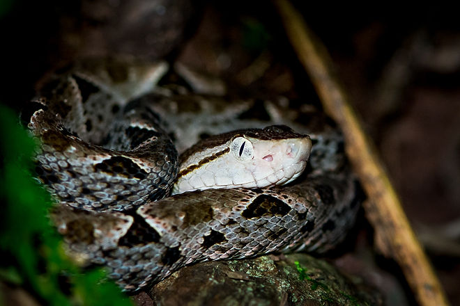 Jungle Night Tour Manuel Antonio Costa Rica