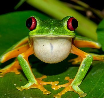 Night Jungle Tour Manuel Antonio