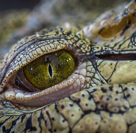 Crocodile Jungle Night Tour Manuel Antonio