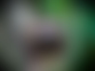 🐾 Top 7 Animals You Can See in Manuel Antonio National Park, Costa Rica